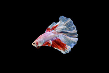 Siamese fighting fish Betta splendens on black background