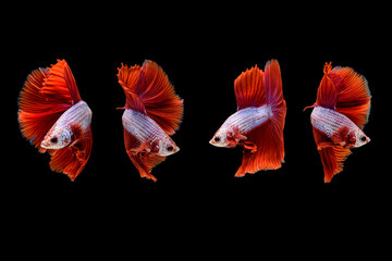Collection of Siamese fighting fish Betta splendens on black background