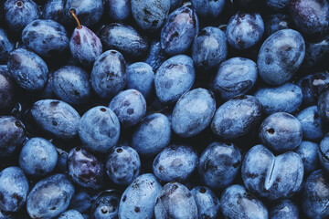 Background is bright and ripe plums, beautiful and delicious fruits.