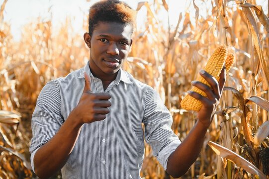 African farmer holding corn organic produce from farm.Agriculture or cultivation concept