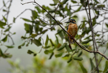 Male common kingfisher also known as the Eurasian kingfisher and river kingfisher perching on tree branch , Thailand