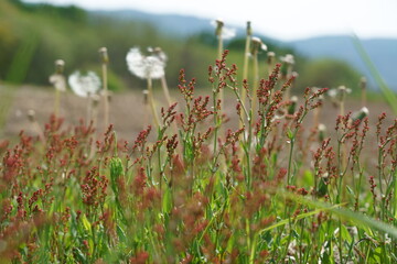 野原に赤褐色の花穂をつけたスイバが沢山