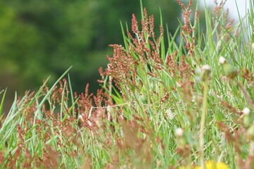 野原に赤褐色の花穂をつけたスイバが沢山