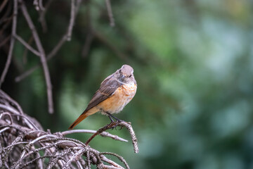 The common redstart female, Phoenicurus phoenicurus, is photographed in close-up sitting on a branch against a blurred background.