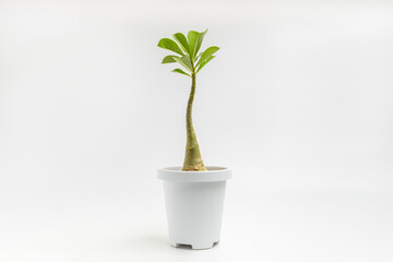 Adenium or desert rose flower in white pot isolated on white background.