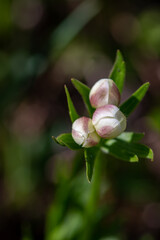 Anemonastrum narcissiflorum flower in mountains