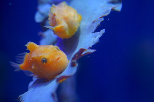 ダンゴウオ Images Browse 87 Stock Photos Vectors And Video Adobe Stock