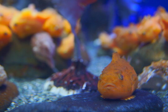 ダンゴウオ の画像 1 578 件の Stock 写真 ベクターおよびビデオ Adobe Stock ダンゴウオ の画像 1 578 件の Stock 写真 ベクターおよびビデオ Adobe Stock