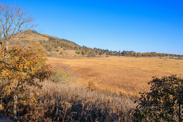 八島ヶ原湿原　霧ヶ峰　諏訪　長野県