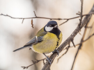 Cute bird Great tit, songbird sitting on a branch without leaves in the autumn or winter.