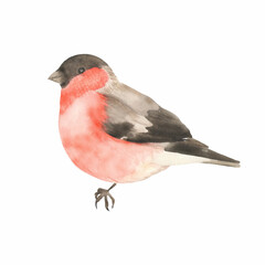 Bullfinch bird watercolor illustration. Great for printing, web, textile design, scrapbooking, various souvenir products.