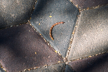 dry acacia pod on tile