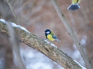 Cute bird Great tit, songbird sitting on a branch without leaves in the autumn or winter.