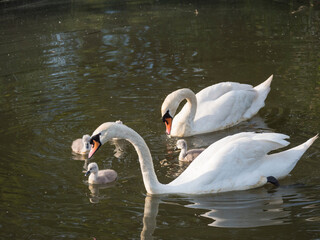 Couple of white mute swans, Cygnus olor with four small cute chicks swimming on brown green water suface in sunlight. Selective focus