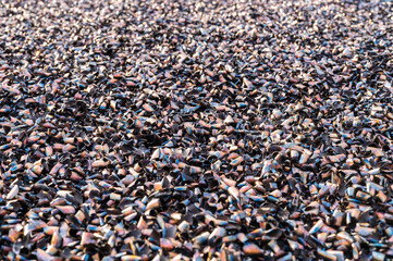 Metallspäne die durch das Abfräsen und die dadurch entstandene Hitzeentwicklung ihre Farbe geändert haben