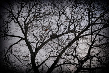 a bird's nest on a tree without leaves.