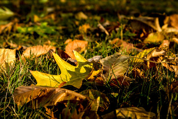 Leaves on the grass in the autumn season