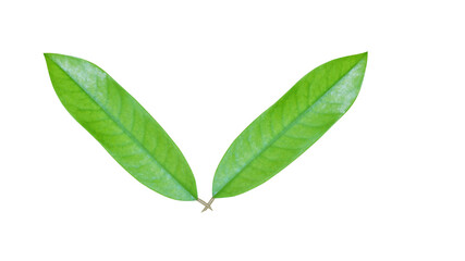 Obraz premium Green leaves isolated on white background for illustration or other design (With Clipping Path).