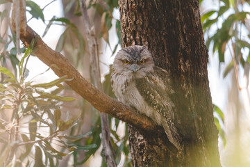Tawny Frogmouth perched sleeping by day on a Tree