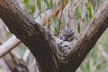 Tawny Frogmouth sitting on a nest