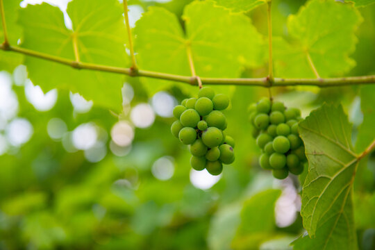 clusters of white Krasio grapes hang on the bush