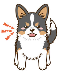 威嚇するコーギー（トライカラー）