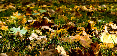 Leaves on the grass in the autumn season
