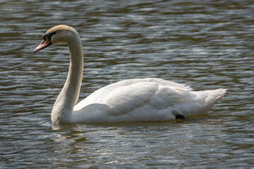 Obraz premium A graceful white swan swimming on a lake with dark green water. The white swan is reflected in the water