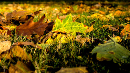 Leaves on the grass in the autumn season