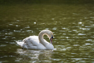 Fototapeta premium A graceful white swan swimming on a lake with dark green water. The white swan is reflected in the water