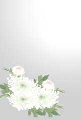 水彩の白菊　はがきサイズ
