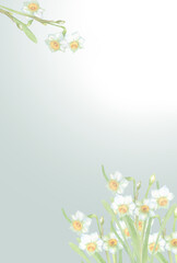淡い水仙の花　はがきサイズ - obrazy, fototapety, plakaty