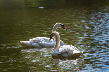 Two graceful white swans swim in the dark water.