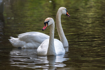 Two graceful white swans swim in the dark water.