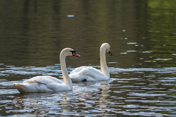 Two graceful white swans swim in the dark water.
