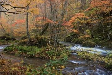 奥入瀬渓流の紅葉