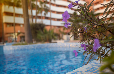 Fototapeta na wymiar Photography of purple flowers Sword-leaf Phlox and a pool, a residential area during the sunset with palms and pool