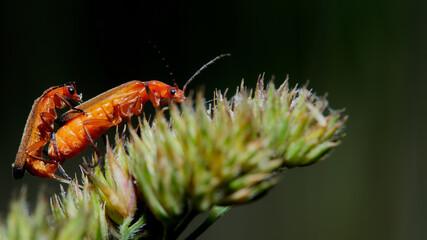 macro photo of a common red soldier beetle - Rhagonycha fulva