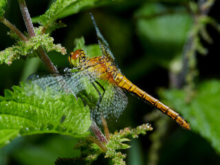 macro photo of a Ruddy darter - Sympetrum sanguineum