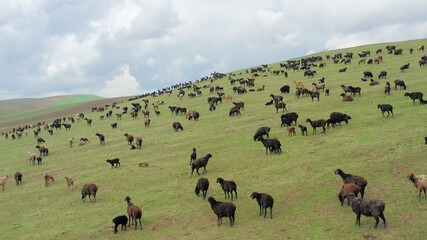 Aerial flight over large fields with green grass where large herds of sheep and rams graze. A wonderful summer landscape with grazing animals in the fields against a cloudy sky. Drone shot.