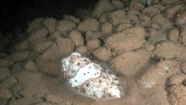 Broadclub cuttlefish (Sepia latimanus) on background of seabed with round stones. Underwater life of cuttlefish (Sepiidae) in marine wildlife of Indonesia.