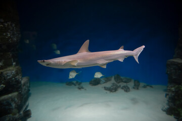 Fish shark underwater, marine life
