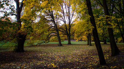 in the autumn season in the Szczytnicki Park in Wrocław