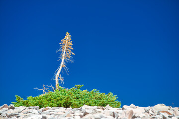 Isolated small tree on a rock against a blue sky.