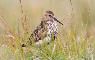 Dunlin chick (Calidris alpina) hiding in the grass