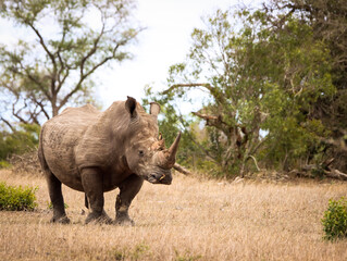 Rhino bull at attention