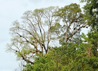 honeycomb on the tree