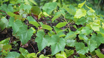 Close-up of bright green grape leaves with small grapes under heavy heavy rain in the daytime. The falling drops are waving the woven leaves of the vineyard. Nature and tropical rain. Slow motion