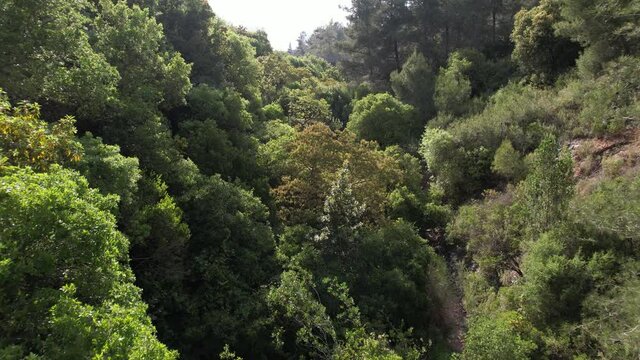 Aerial view over trees in a gorge, in sunny Haifa Nesher Park, Israel - reverse, drone shot