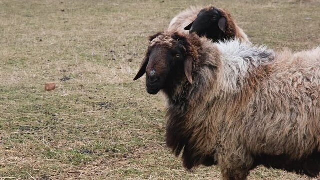 Herd of fat-tailed sheep in the zoo. 4K resolution video. Fat tailed sheep grazing at the field.